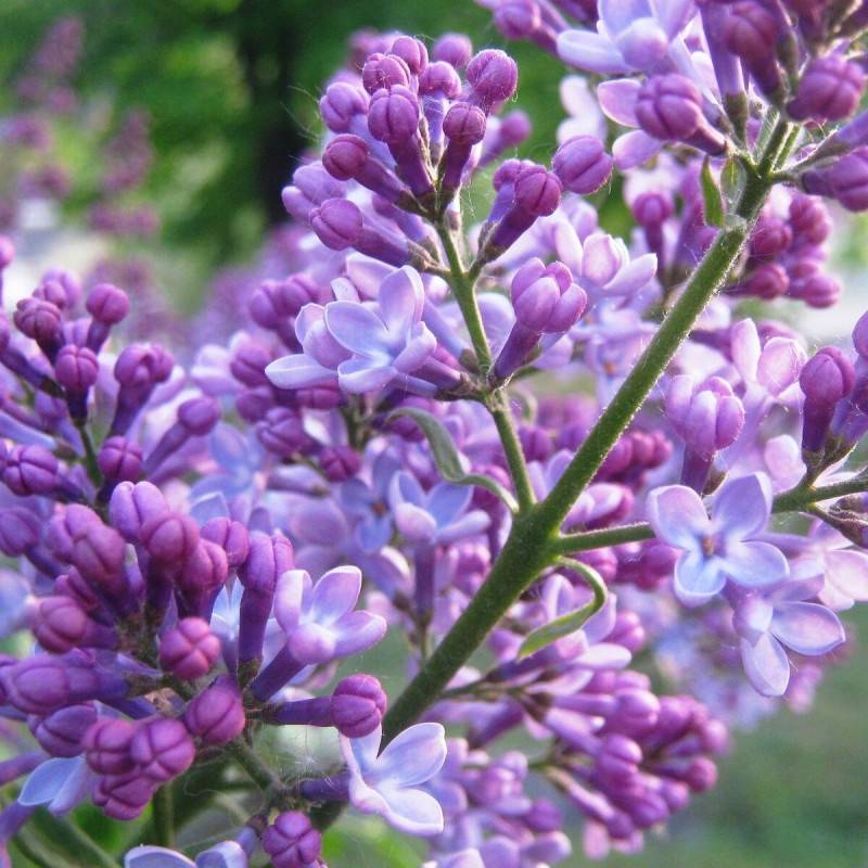 Lilas commun Michel Buchner, Syringa à fleurs Violette - feuillage Caduc - Pot de 7,5L - 60/80 cm-  hauteur à maturité De 2,50 m à 3,00 m - Image 1