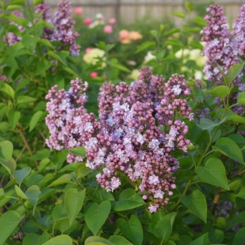 Lilas commun Michel Buchner, Syringa à fleurs Violette - feuillage Caduc - Pot de 7,5L - 60/80 cm-  hauteur à maturité De 2,50 m à 3,00 m - Image 6