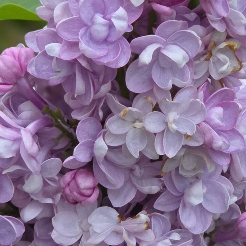 Lilas commun Michel Buchner, Syringa à fleurs Violette - feuillage Caduc - Pot de 7,5L - 60/80 cm-  hauteur à maturité De 2,50 m à 3,00 m - Image 8