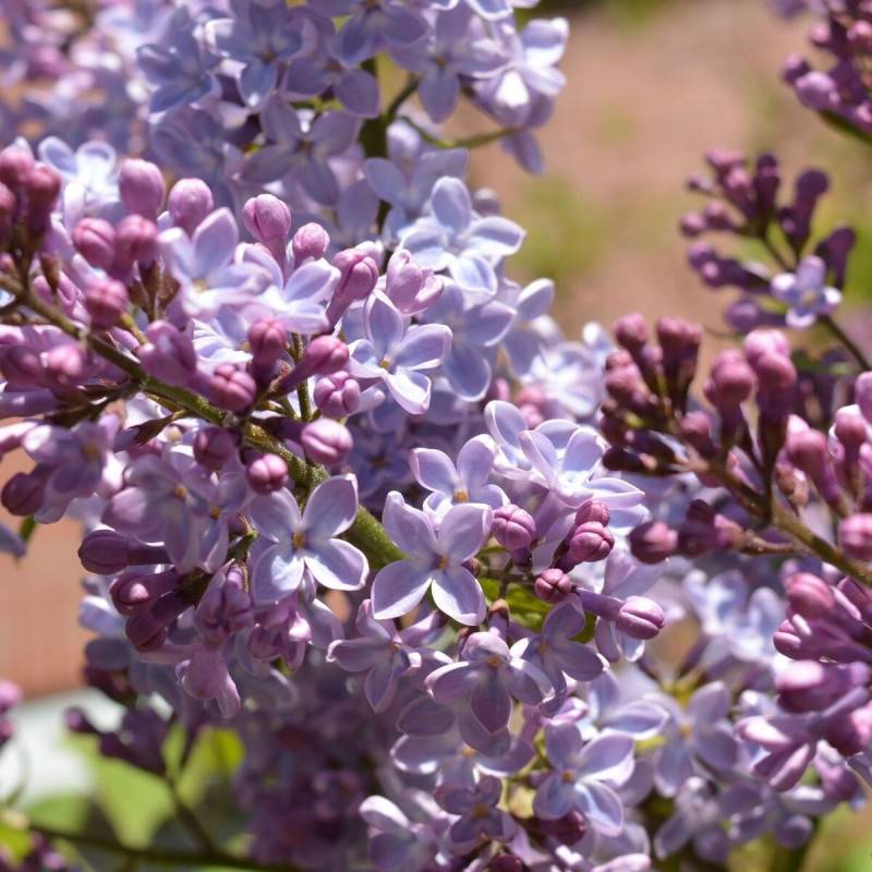 Lilas commun Michel Buchner, Syringa à fleurs Violette - feuillage Caduc - Pot de 7,5L - 60/80 cm-  hauteur à maturité De 2,50 m à 3,00 m - Image 7