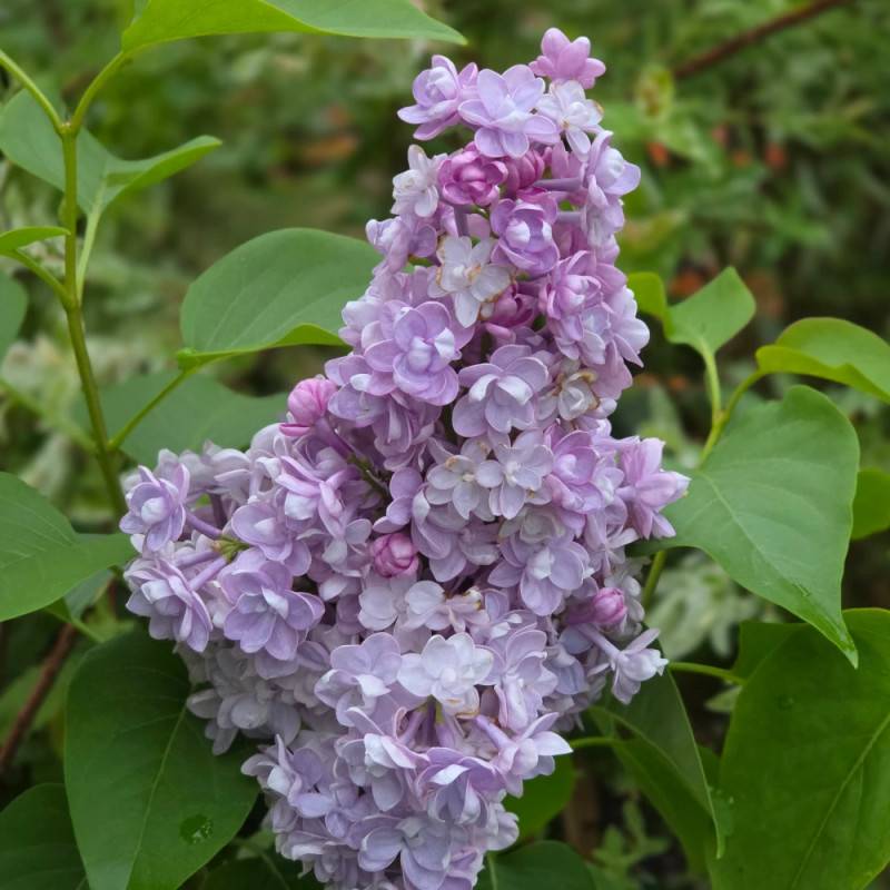 Lilas commun Michel Buchner, Syringa à fleurs Violette - feuillage Caduc - Pot de 7,5L - 60/80 cm-  hauteur à maturité De 2,50 m à 3,00 m - Image 9