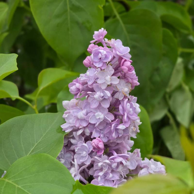 Lilas commun Michel Buchner, Syringa à fleurs Violette - feuillage Caduc - Pot de 7,5L - 60/80 cm-  hauteur à maturité De 2,50 m à 3,00 m - Image 10