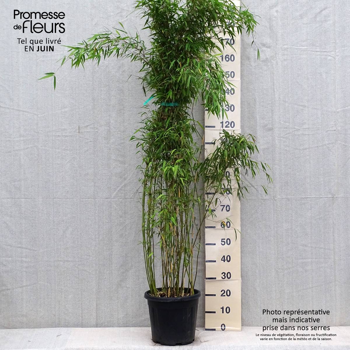 Fargesia denudata Lancaster 1 - Bambou non traçant. Pot de 12L/15L - Image 2