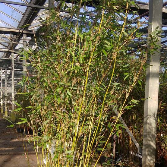Fargesia denudata Lancaster 1 - Bambou non traçant. Pot de 12L/15L - Image 1