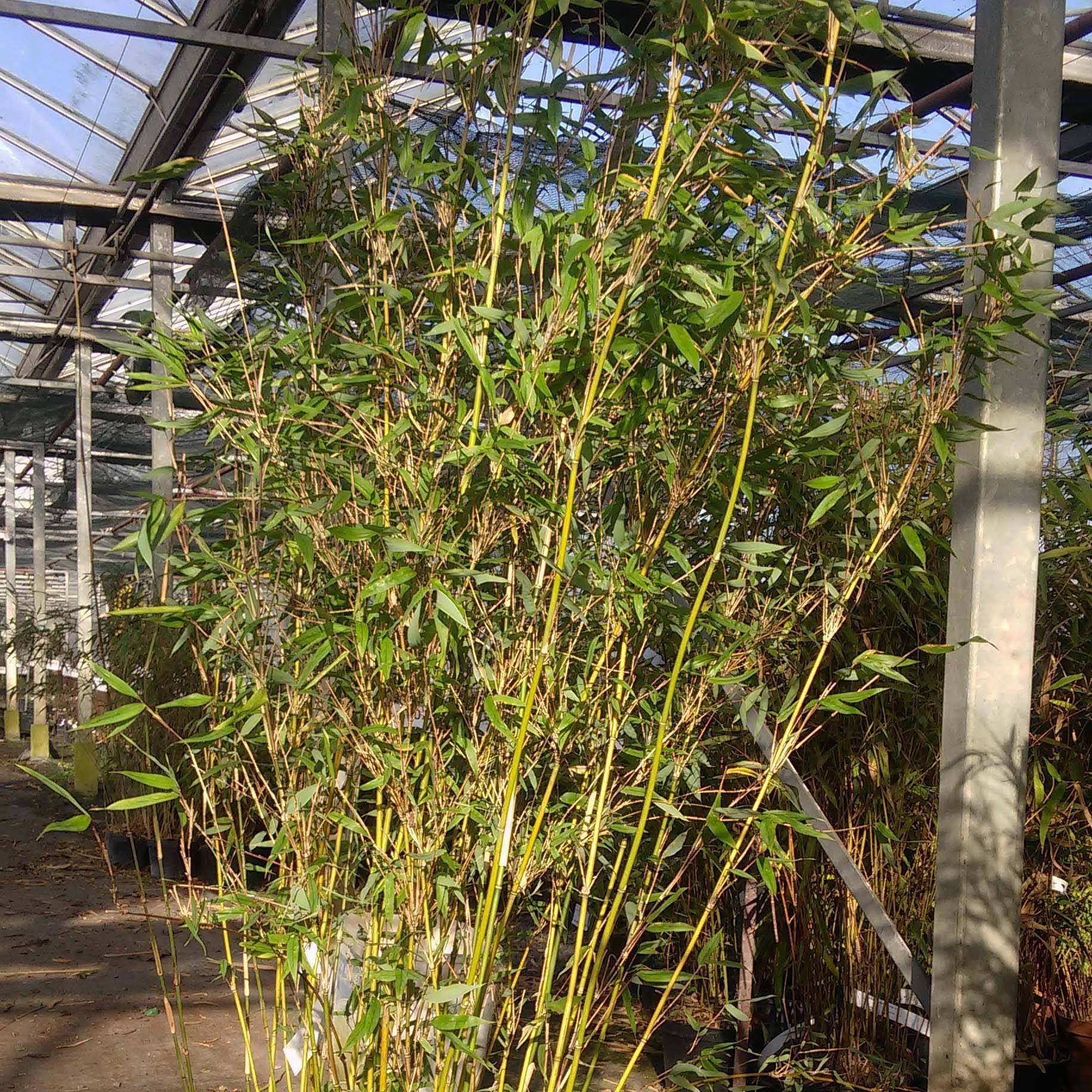 Fargesia denudata Lancaster 1 - Bambou non traçant. Pot de 12L/15L - Image 1