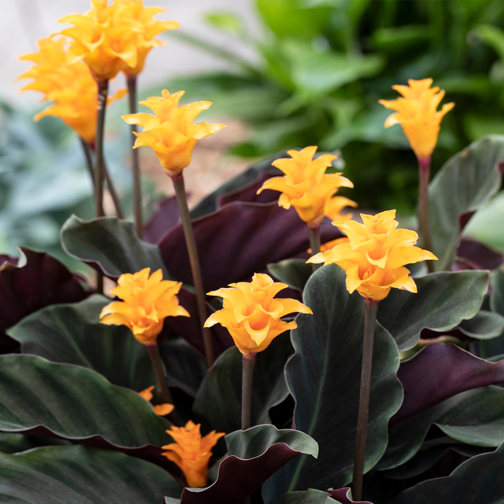 Gardenersdream - Calathea Crocata Plante D'Intérieur –  Calathéa Safrané Vivante En Pot De 14 Cm - GardenersDream - Image 1