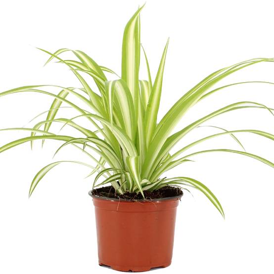 Gardenersdream - Chlorophytum Variegatum - Plante Araignée | Cadeau Plante D'Intérieur (De 20 À 30 Cm Pot Inclus) - GardenersDream - Image 2