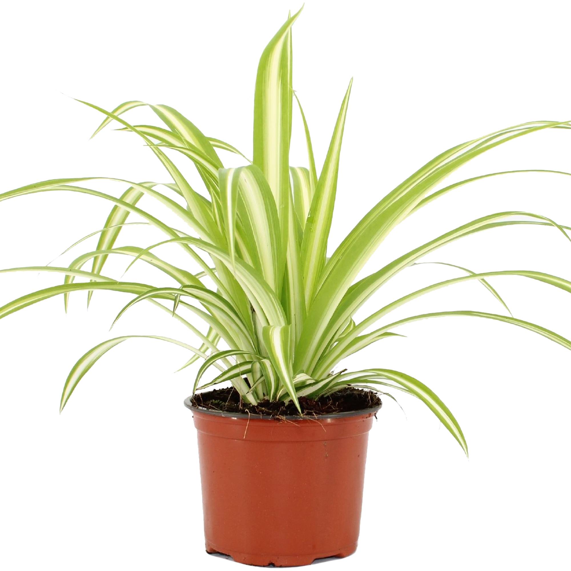 Gardenersdream - Chlorophytum Variegatum - Plante Araignée | Cadeau Plante D'Intérieur (De 20 À 30 Cm Pot Inclus) - GardenersDream - Image 2