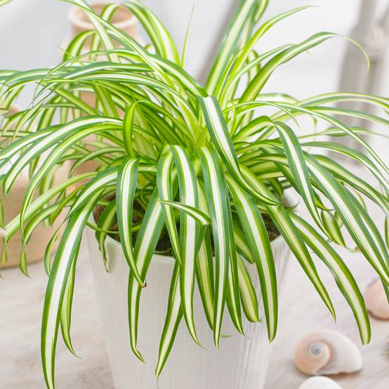 Gardenersdream - Chlorophytum Variegatum - Plante Araignée | Cadeau Plante D'Intérieur (De 20 À 30 Cm Pot Inclus) - GardenersDream - Image 1