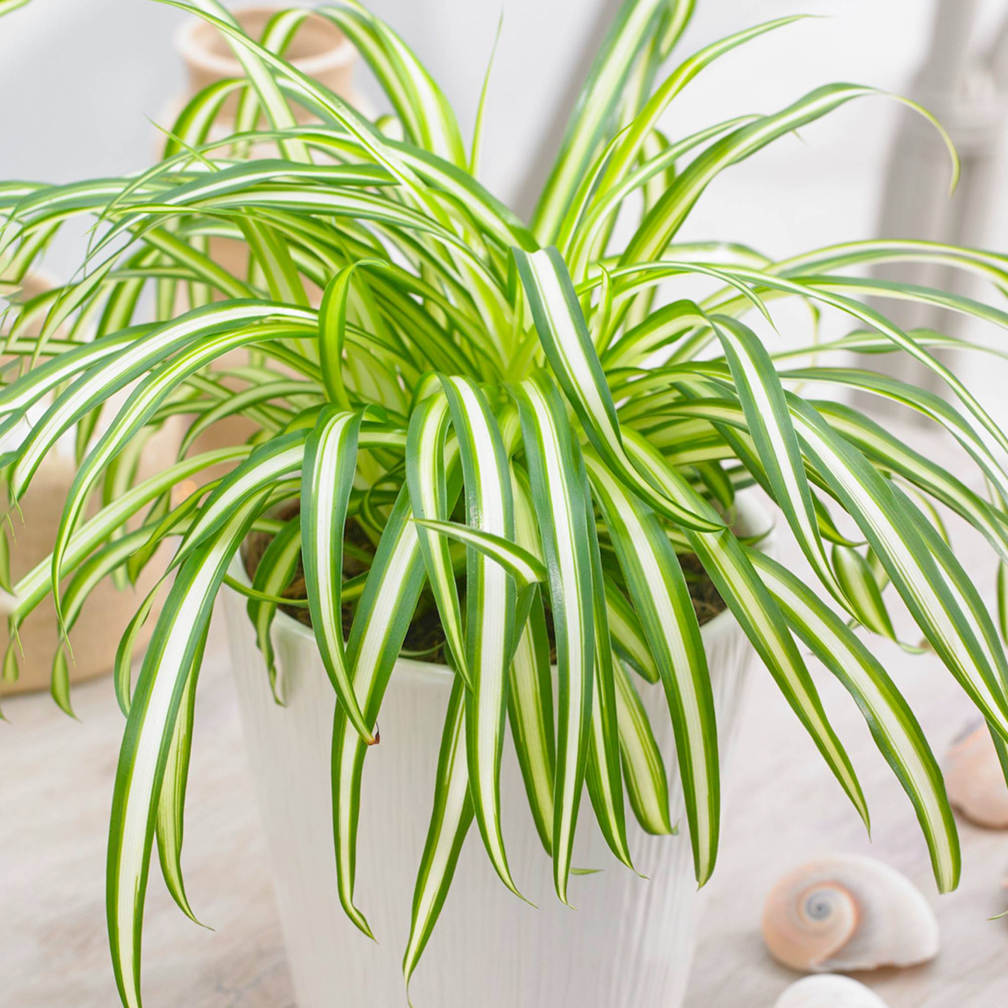 Gardenersdream - Chlorophytum Variegatum - Plante Araignée | Cadeau Plante D'Intérieur (De 20 À 30 Cm Pot Inclus) - GardenersDream - Image 1