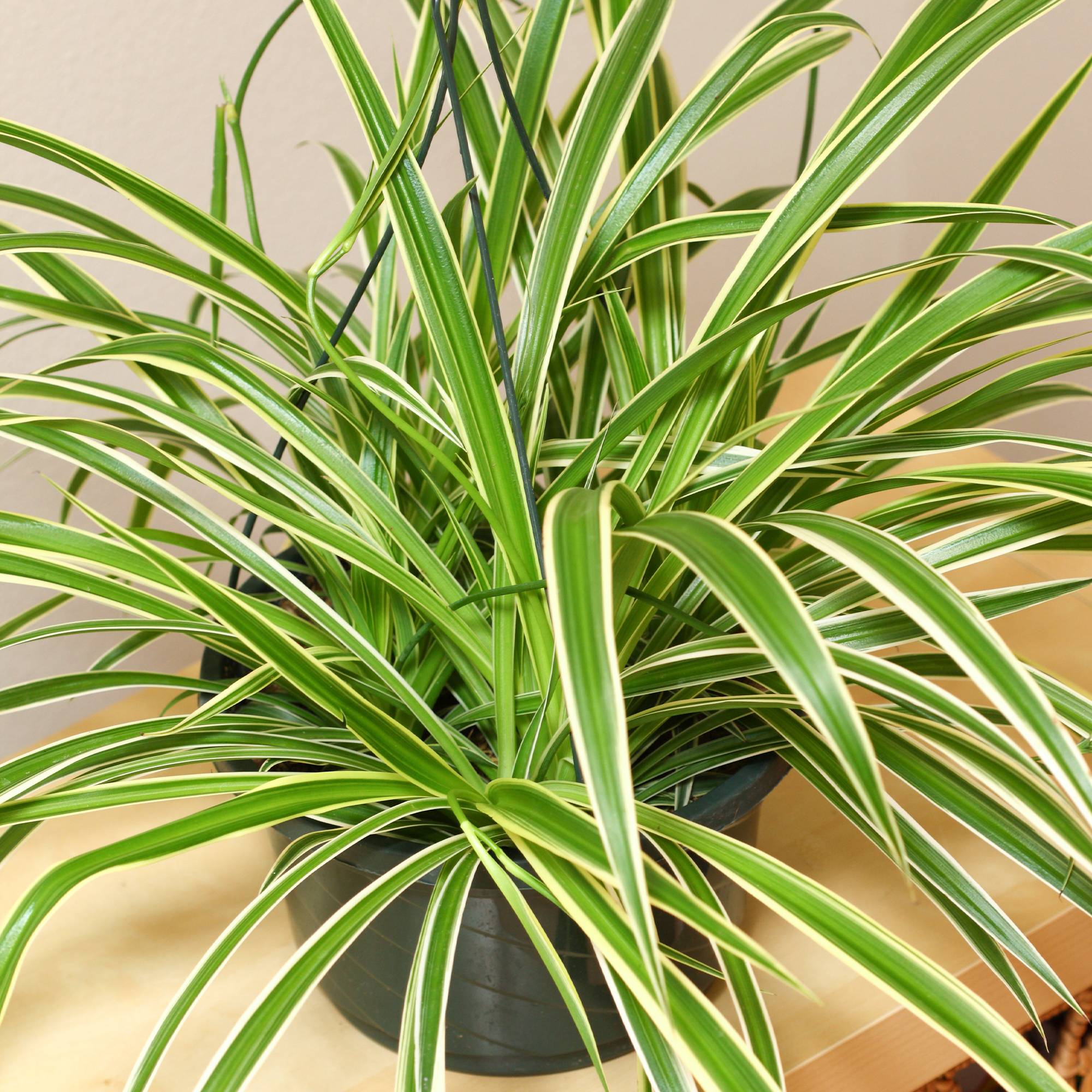Gardenersdream - Chlorophytum Variegatum - Plante Araignée | Cadeau Plante D'Intérieur (De 20 À 30 Cm Pot Inclus) - GardenersDream - Image 3