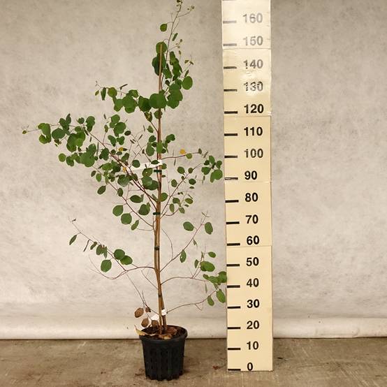 Eucalyptus camphora subsp camphora - Gommier des marais Pot de 4L/5L, Pot anti-chignon - Image 2