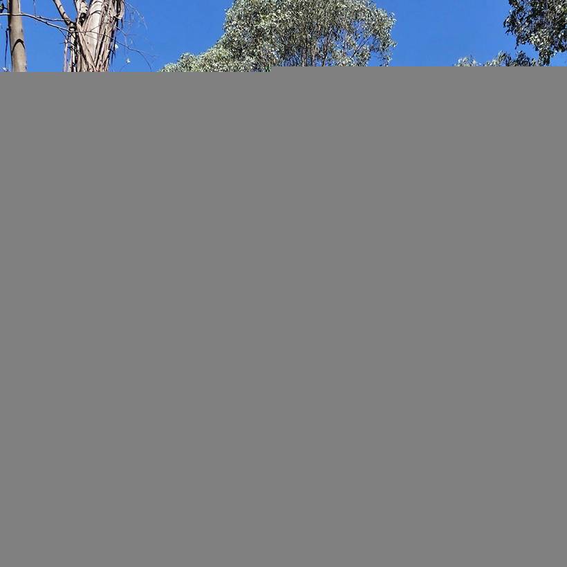 Eucalyptus camphora subsp camphora - Gommier des marais Pot de 4L/5L, Pot anti-chignon