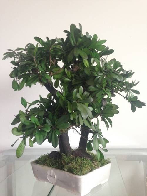Bonsaï Stabilisé Tobira Naturel - Arbre Stabilisé - Plante d'Intérieur - 50 cm - Image 2