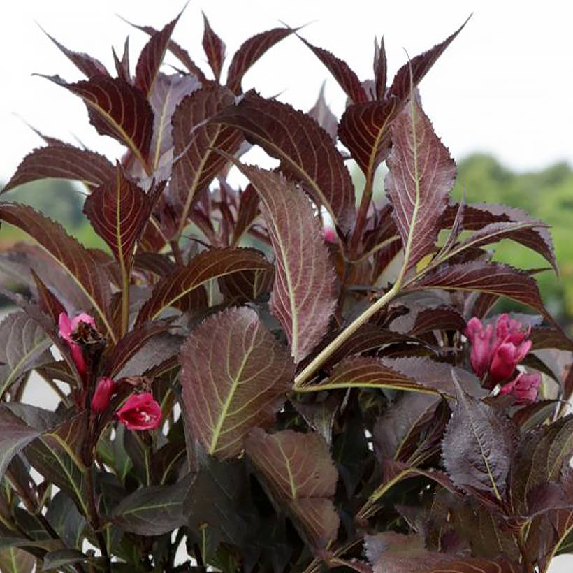 Promesse de Fleurs - Weigela florida Naomi Campbell Pot de 2L/3L - Image 1