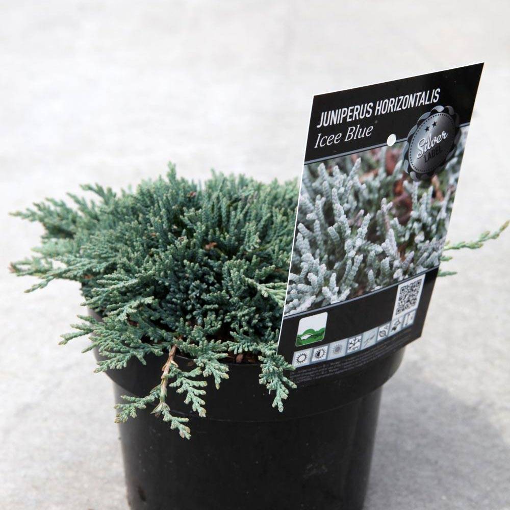 Promesse de Fleurs - Genévrier rampant - Juniperus horizontalis Icee Blue Pot de 2L/3L - Image 1