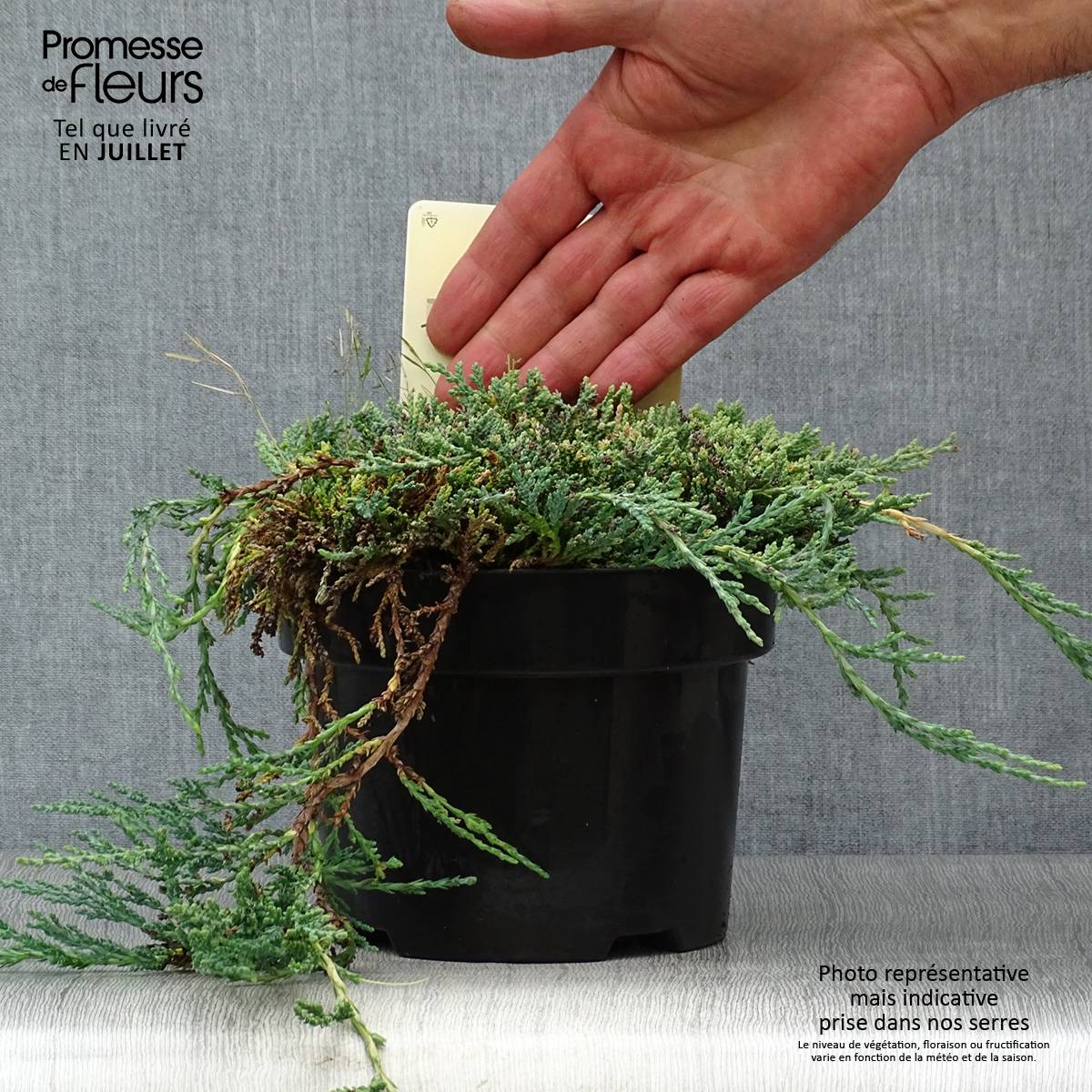 Promesse de Fleurs - Genévrier rampant - Juniperus horizontalis Icee Blue Pot de 2L/3L - Image 2