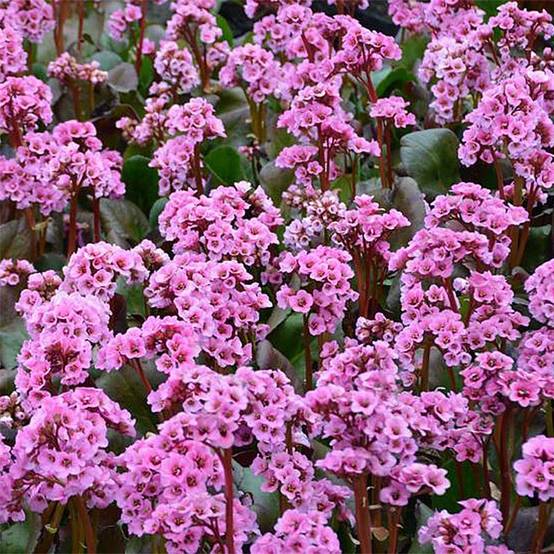 Bergénia Spring Fling Godet de 8/9 cm