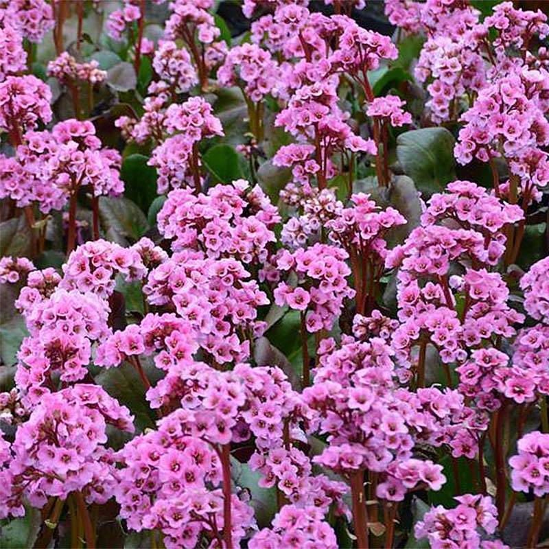Bergénia Spring Fling Godet de 8/9 cm