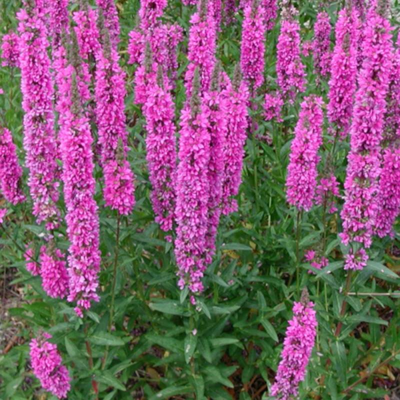 Salicaire The beacon, Lythrum à fleurs Rose - feuillage Caduc - Godet ...