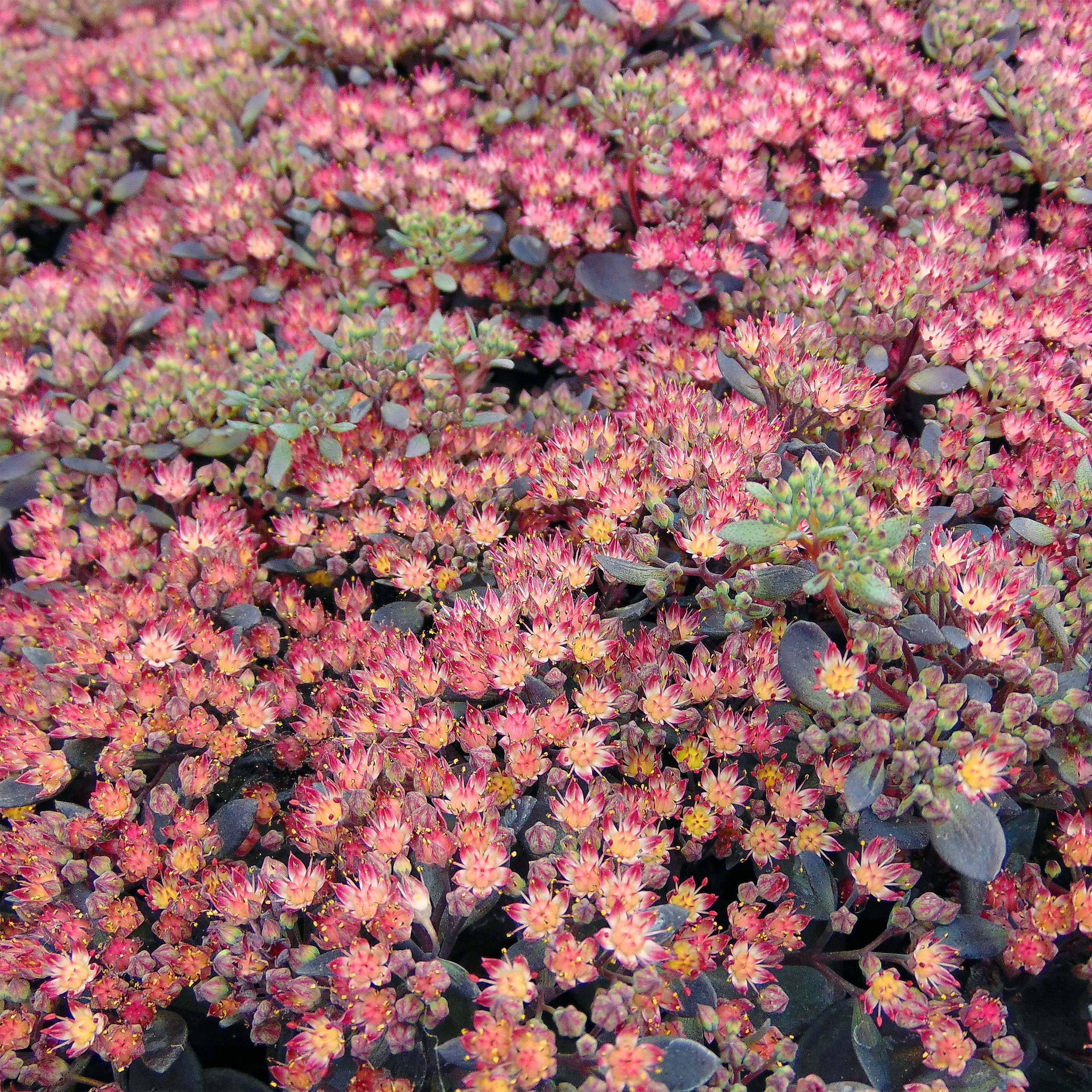 Promesse de Fleurs - Sedum Sunsparkler Dazzleberry - Orpin bleu Godet de 8/9 cm