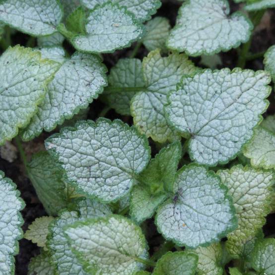 Promesse de Fleurs - Lamium maculatum Pink Pewter - Lamier rose Godet de 8/9 cm