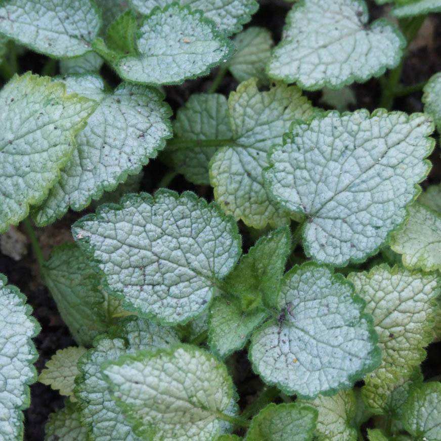 Promesse de Fleurs - Lamium maculatum Pink Pewter - Lamier rose Godet de 8/9 cm