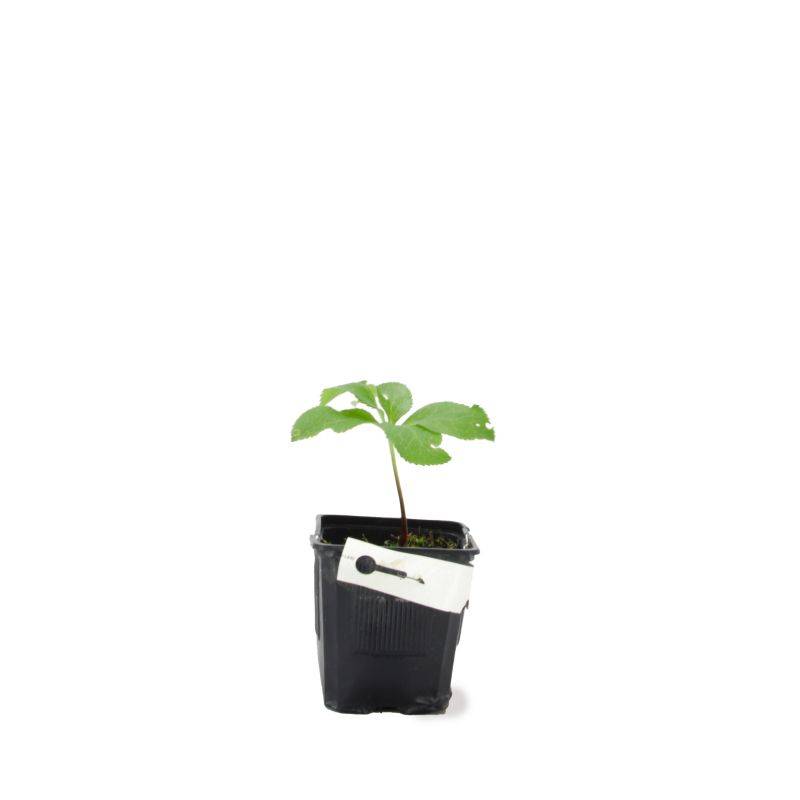 3 Hellébores Orientale 'Picotee Lady' (Helleborus Orientalis) - Lot de 3 vivaces - Pépinières Naudet - Image 2