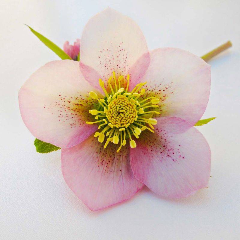 3 Hellébores Orientale 'Picotee Lady' (Helleborus Orientalis) - Lot de 3 vivaces - Pépinières Naudet - Image 1