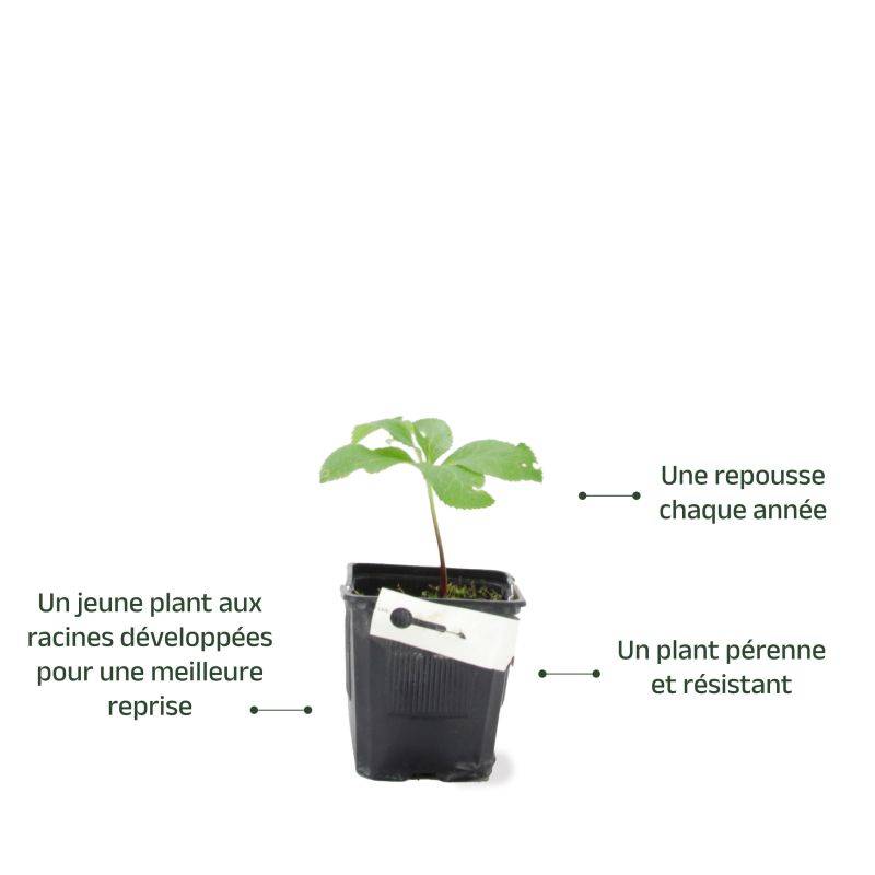 3 Hellébores Orientale 'Picotee Lady' (Helleborus Orientalis) - Lot de 3 vivaces - Pépinières Naudet - Image 3