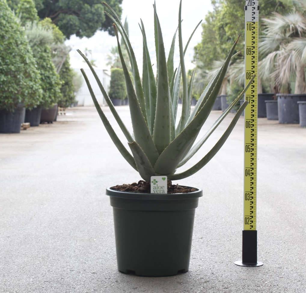Sans Marque - Aloe vera (syn. A. barbadensis) Taille:Pot de 1 litre ? 15/30 cm - Image 5