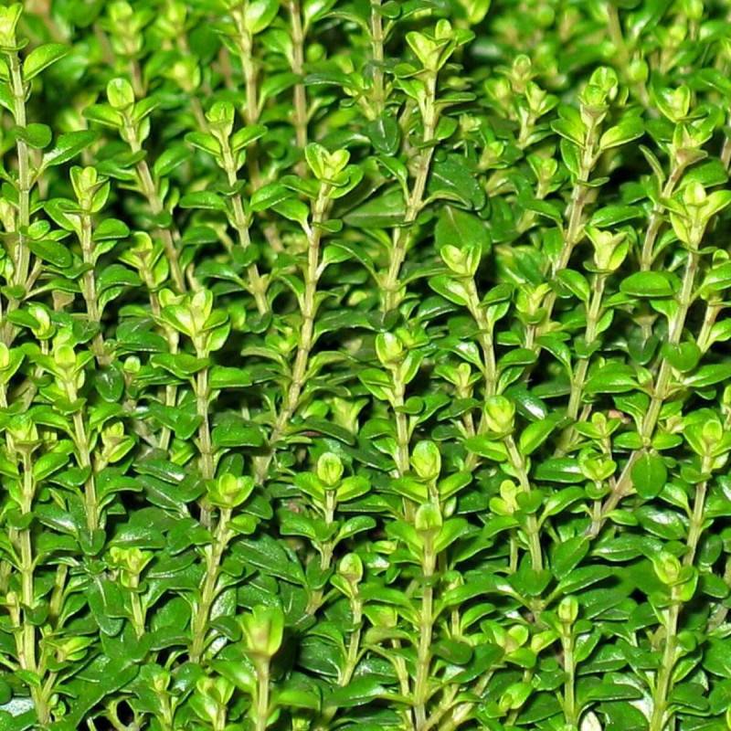 Thym citron à fleurs Rose - feuillage Persistant - Lot de 3 godets-  hauteur à maturité Moins de 0,15 m - Image 1