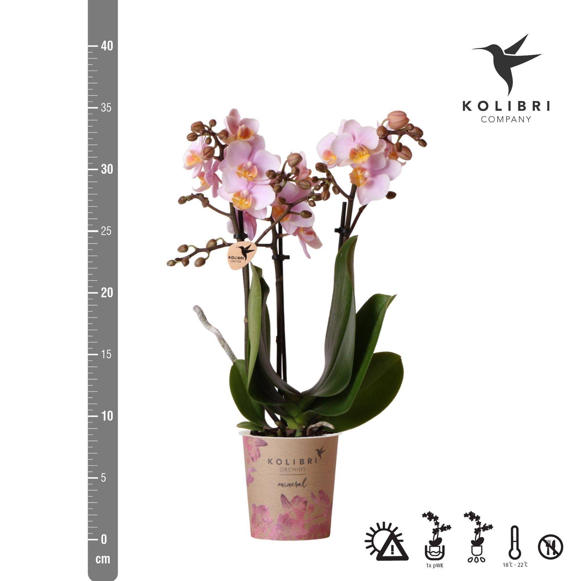 La Green Touch - Orchidée Phalaenopsis rose - Andorra - plante d'intérieur fleurie 35cm - Plante d'intérieur- La Green Touch - Image 6