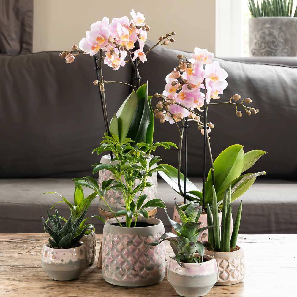 La Green Touch - Orchidée Phalaenopsis rose - Andorra - plante d'intérieur fleurie 35cm - Plante d'intérieur- La Green Touch - Image 4
