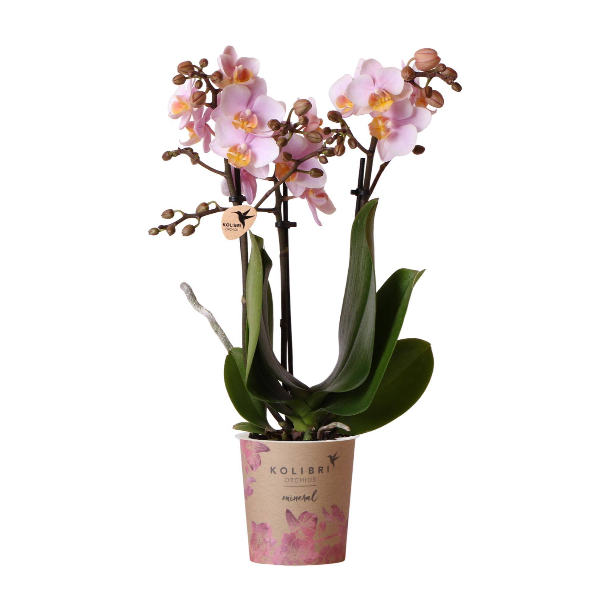 La Green Touch - Orchidée Phalaenopsis rose - Andorra - plante d'intérieur fleurie 35cm - Plante d'intérieur- La Green Touch - Image 1