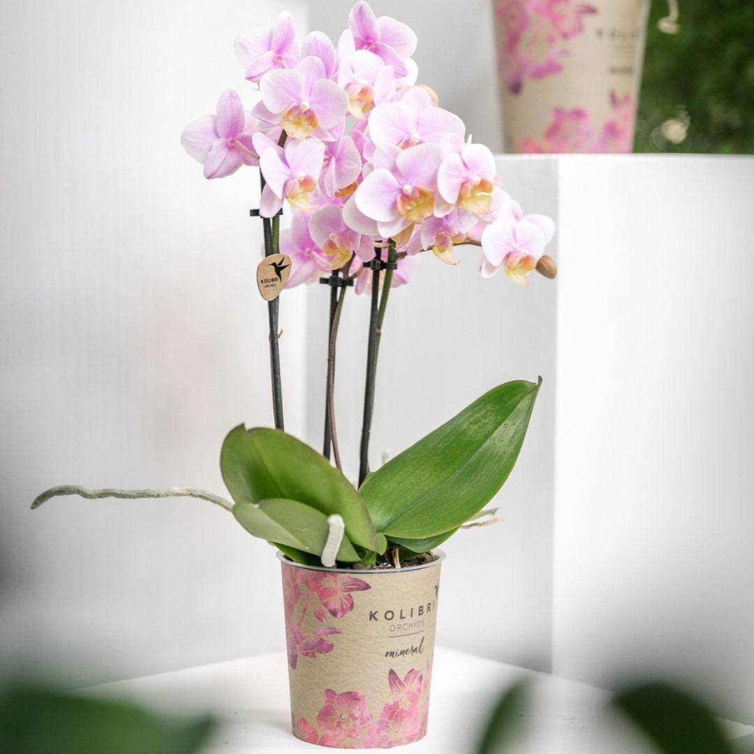 La Green Touch - Orchidée Phalaenopsis rose - Andorra - plante d'intérieur fleurie 35cm - Plante d'intérieur- La Green Touch - Image 2