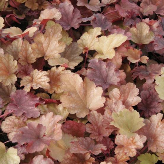 Promesse de Fleurs - Heuchère - Heuchera Peach flambé Godet de 8/9 cm