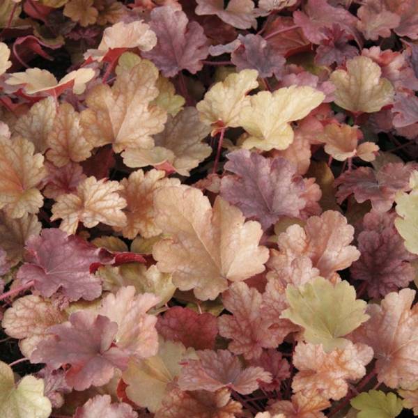 Promesse de Fleurs - Heuchère - Heuchera Peach flambé Godet de 8/9 cm