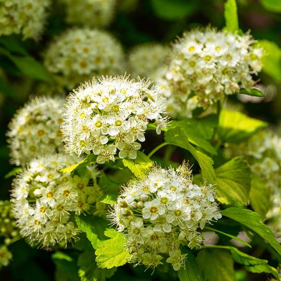 Physocarpus opulifolius Nugget - Physocarpe Godet de 8/9 cm