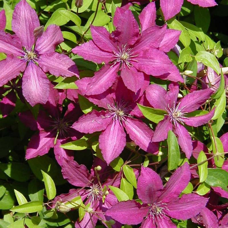 Clématite Ruutel à fleurs Rouge - feuillage Caduc - Pot de 2L - Tuteur bambou 60/90 cm-  hauteur à maturité De 1,50 m à 2,00 m - Image 5