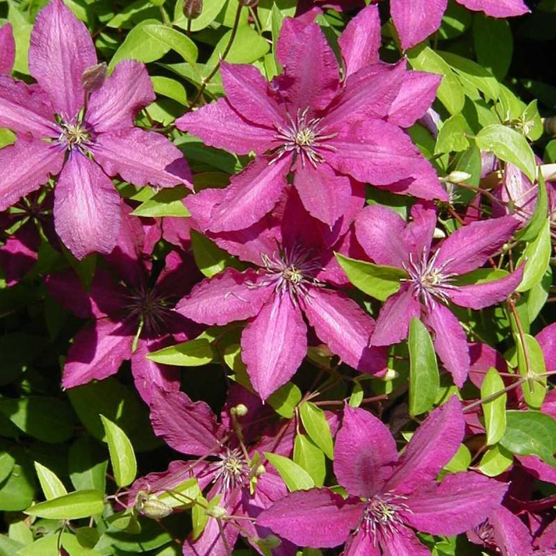 Clématite Ruutel à fleurs Rouge - feuillage Caduc - Pot de 2L - Tuteur bambou 60/90 cm-  hauteur à maturité De 1,50 m à 2,00 m - Image 1