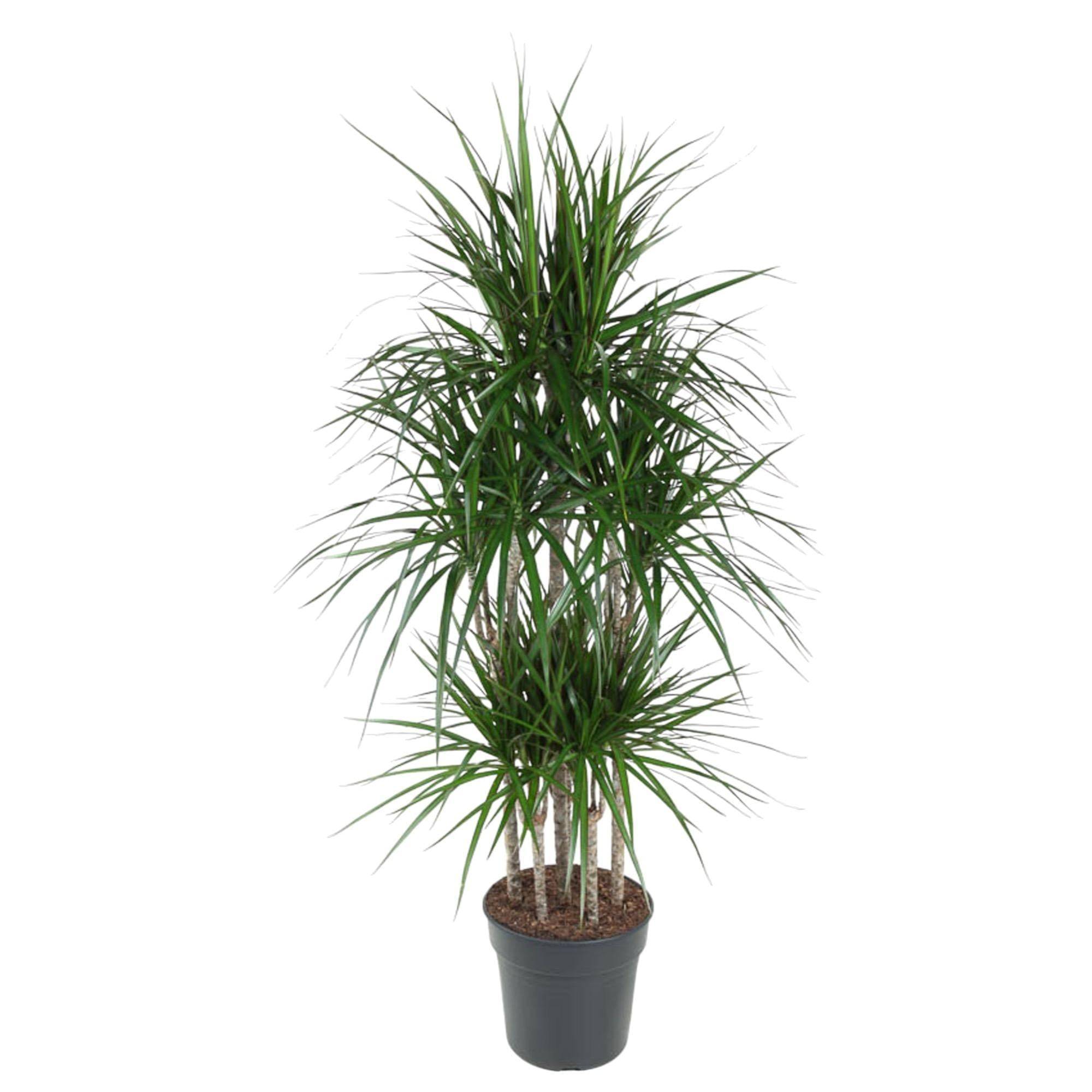 La Green Touch - Dracaena Marginata Carrousel - 160 cm - ø31 160cm - Plante d'intérieur- La Green Touch - Image 1