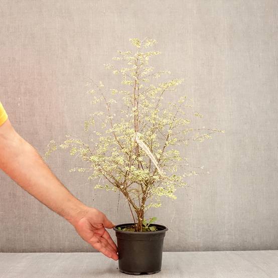 Symphorine de Chenault Fiesta Berry - Symphoricarpos chenaultii Pot de 2L/3L - Image 2