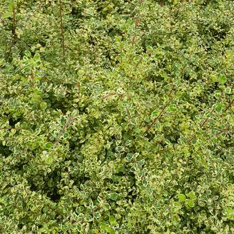 Symphorine de Chenault Fiesta Berry - Symphoricarpos chenaultii Pot de 2L/3L