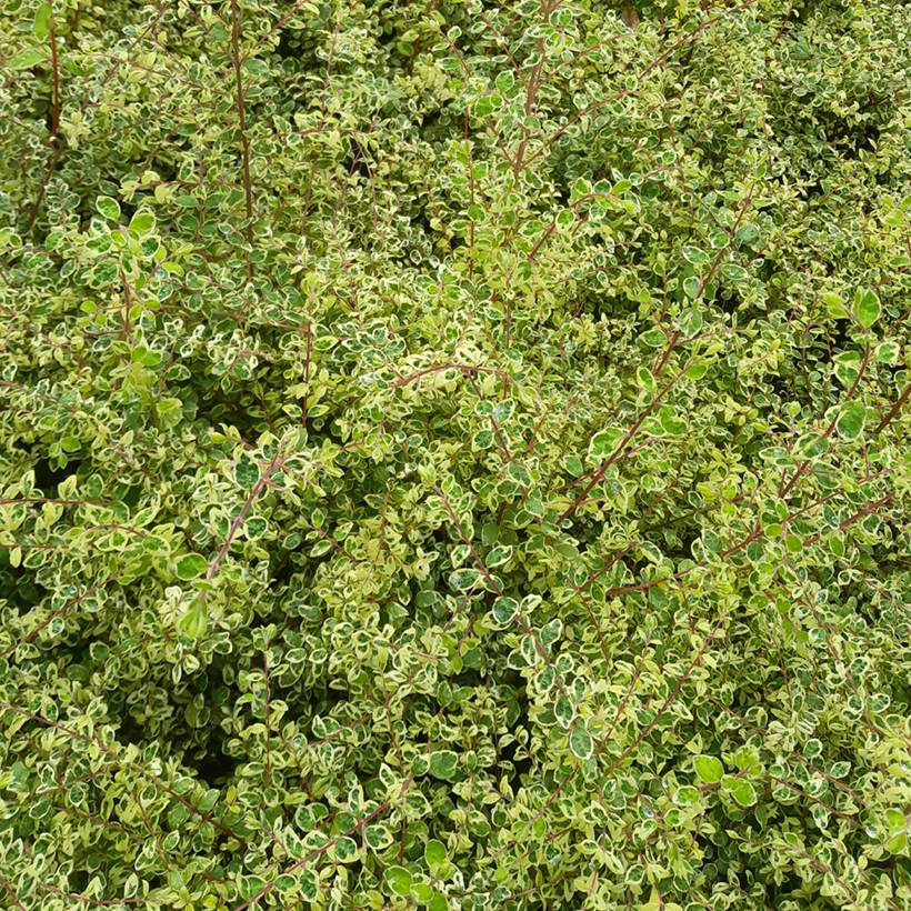 Symphorine de Chenault Fiesta Berry - Symphoricarpos chenaultii Pot de 2L/3L - Image 1