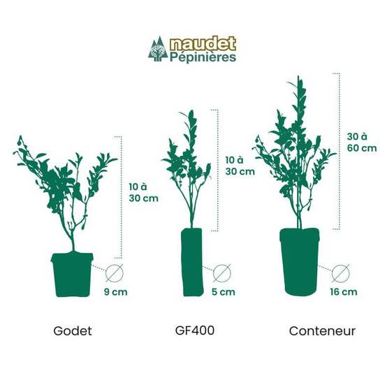 Figuier 'Noir de Caromb' (Ficus carica 'Noir de Caromb') - Conteneur 1,5L - Pépinières Naudet - Image 3