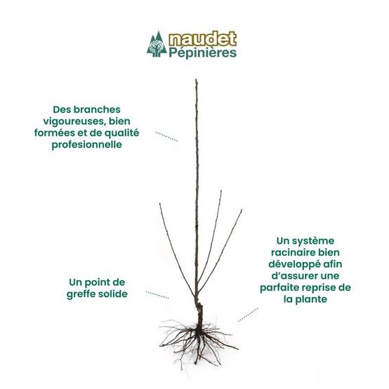 Figuier 'Noir de Caromb' (Ficus carica 'Noir de Caromb') - Conteneur 1,5L - Pépinières Naudet - Image 4