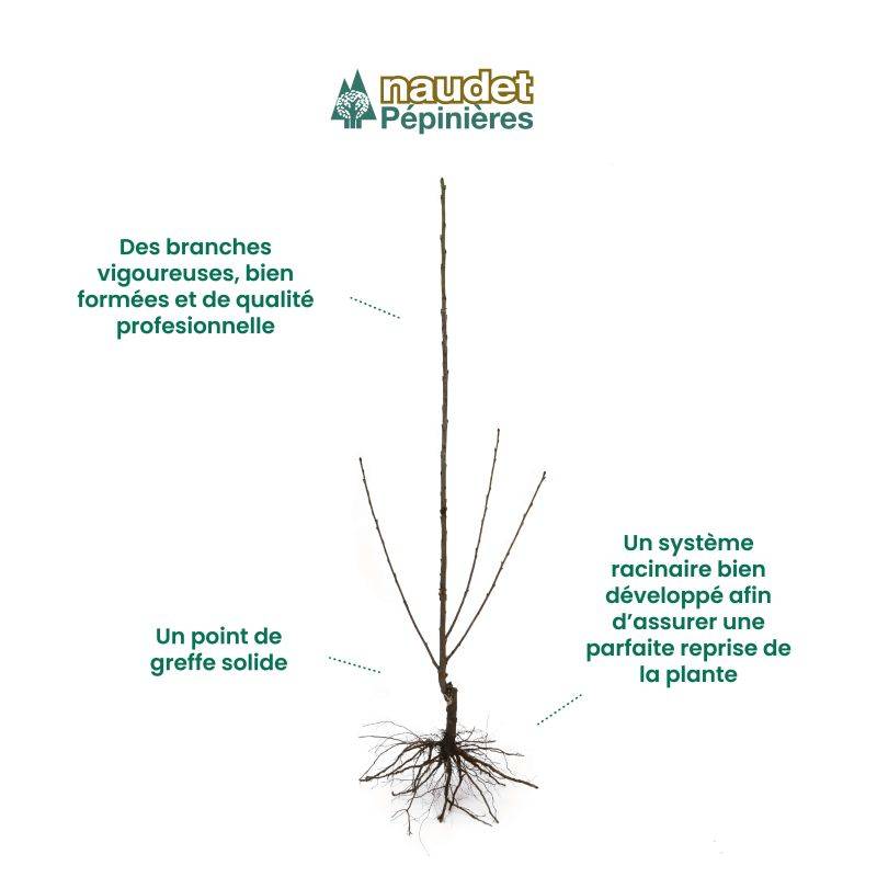 Figuier 'Noir de Caromb' (Ficus carica 'Noir de Caromb') - Conteneur 1,5L - Pépinières Naudet - Image 4