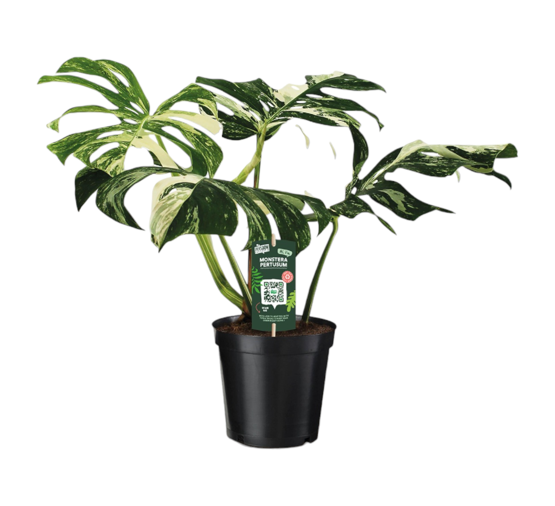 Monstera pertusum variegeta 50cm - Plante d'intérieur- La Green Touch - Image 1