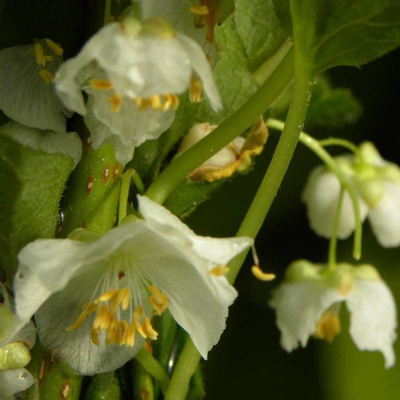 Kiwi arctique à fleurs Blanche - feuillage Caduc - Godet - 5/10 cm-  hauteur à maturité De 3,00 m à 5,00 m - Image 4
